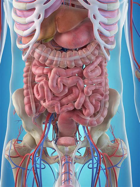 Human Internal Organs Photograph By Sciepro Pixels