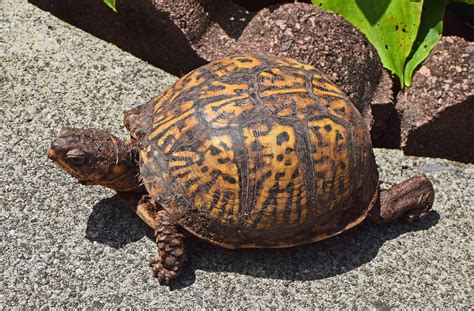 Y te contamos que, así como en la vida real, las tortugas necesitan espacios acondicionados para poder reproducirse, en minecraft es similar, por lo tanto. ¿Qué comen las tortugas de tierra? - Lo que necesitas saber!