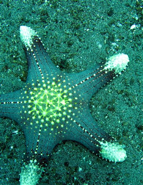 Pretty Cushion Star Ocean Creatures Starfish Ocean Animals