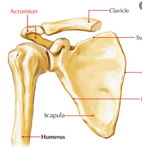 The Acromial Region Key Concepts And Classifications