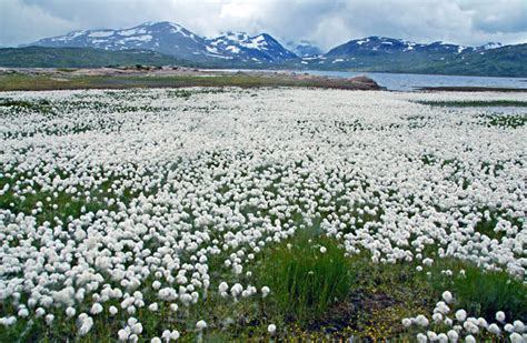 Wir erfahren, warum bei der flutkatastrophe die digitale kommunikation fast komplett ausfiel. wollgras.de - Eriophorum spec. index.php