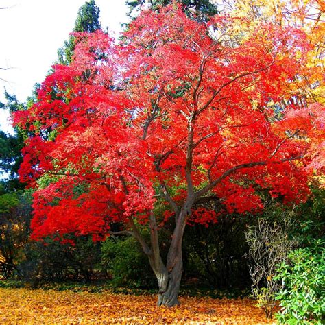 The sugar maple tree (acer saccharum) grows abundantly in the northeastern part of north america: Japanese Red Maple