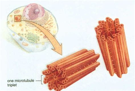 Centrioles Centrosome Picture Celula Eucariota Biología Célula Animal