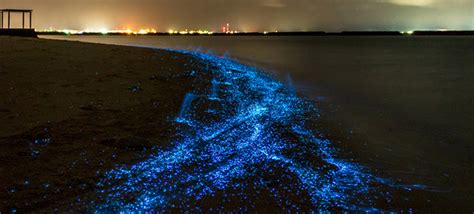 Plankton Bioluminescence ~ Tasmanian Bioluminescent Sea Bioluminescence