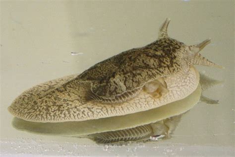 Grey Side Gilled Sea Slug — Science Learning Hub