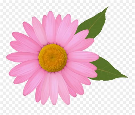 Download Daisy Clip Art Pink Daisy Flower Clipart Png Download