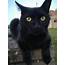 Black Cats Are Beautiful This Is My Princess Luna  Blackcats