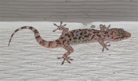 Is Wall Gecko Poisonous