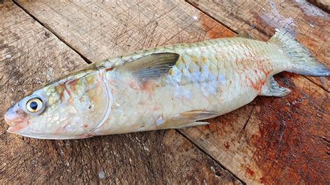 Endangered Flathead Grey Mullet Fish With Egg Mullet Fish Cutting In
