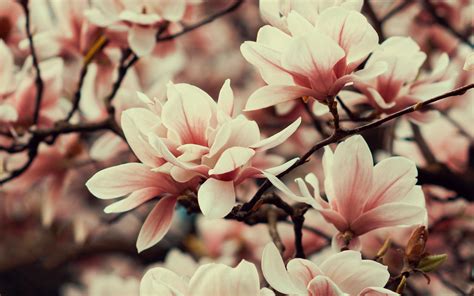 Download Wallpaper 3840x2400 Magnolia Flowers Branches Plant