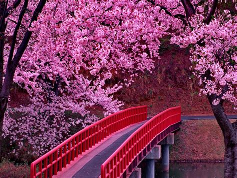 Anime scenery has always been one of my favorite parts when watching shows. Cherry blossom wallpaper, Spring flowers wallpaper, Sakura tree