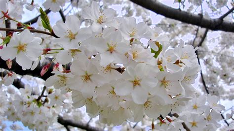 Savannah Broome Kwanzan Flowering Cherry Tree Growth Rate Japanese Flowering Cherry Plant