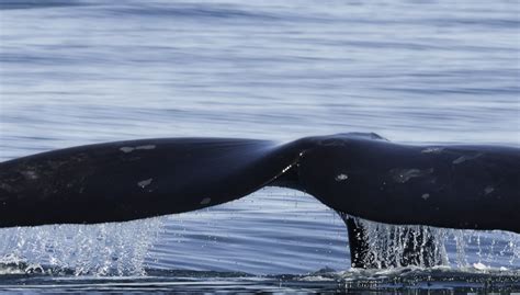 Iwc International Whaling Commission
