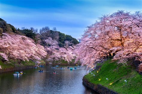 Flores De Cerejeira No Parque De Chidorigafuchi Em Tokyo Japao—istock