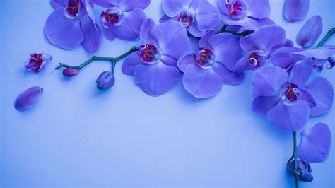 Orchid Flower 4k 5k Hd Wallpapers Hd Wallpapers Id 31526