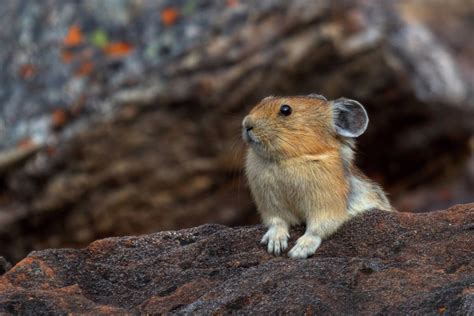 Mammals Of Rocky Mountain National Park