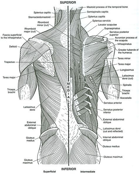 We've created muscle anatomy charts for every muscle containing region of the body: Musculoskeletal anatomy coloring book. 2nd ed. http ...