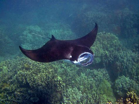 Scientists Discover First Nursery For Juvenile Manta Rays