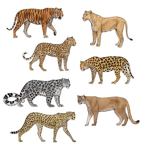 Рисуем больших диких кошек пошагово Bagee — Livejournal