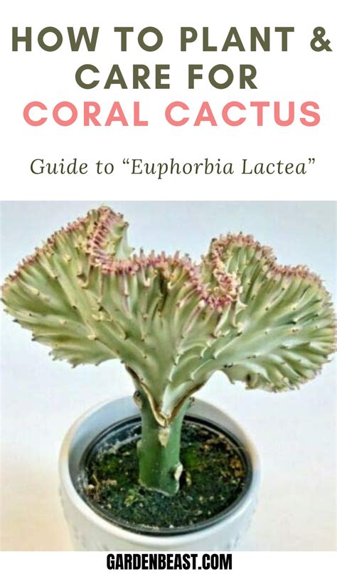 Read Our Complete Guide To Euphorbia Lactea Succulents For Everything