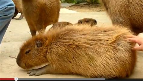 Kencing tikus dalam istilah perubatan dipanggil sebagai penyakit leptospirosis. alamcyber 2020: Bahana kencing tikus