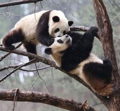 Pandas Finally Mate During Covid 19 Lockdown Zoo Officials Surprised