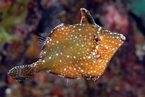 Pygmy Filefish Captive Bred Saltwater Aquarium Fish Marine Fish