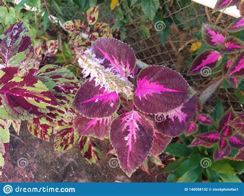 Tropical Plant With Purple Leaves In Puerto Rico Stock Photo Image Of