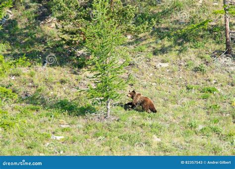 wild little brown bear ursus arctos up the hill stock image image of brown dwellers 82357543