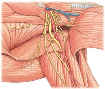 Which Nerve Plexus Is Shown In This Figure A Brachial Plexus Biology