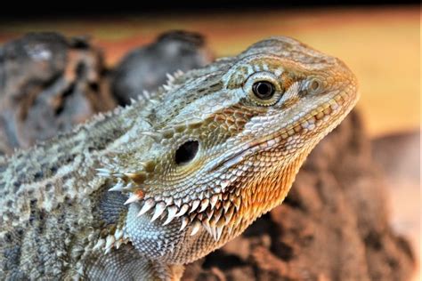 All About Bearded Dragon Species Profile Characteristics And Cares