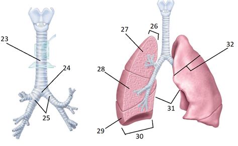 Lower Respiratory Tract Diagram Quizlet