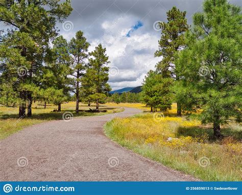 Buffalo Park In Flagstaff Arizona Stock Image Image Of Mountains