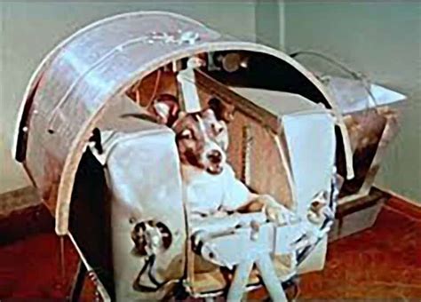 Laika The 1st Communist Astronaut Dog In Space And Sputnik 2