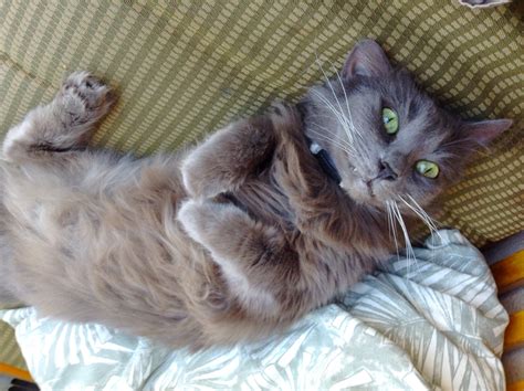 They can be shy at first, but they. Nebelung cat