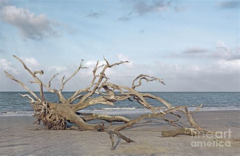 Driftwood Beach Photograph By Linda Vodzak