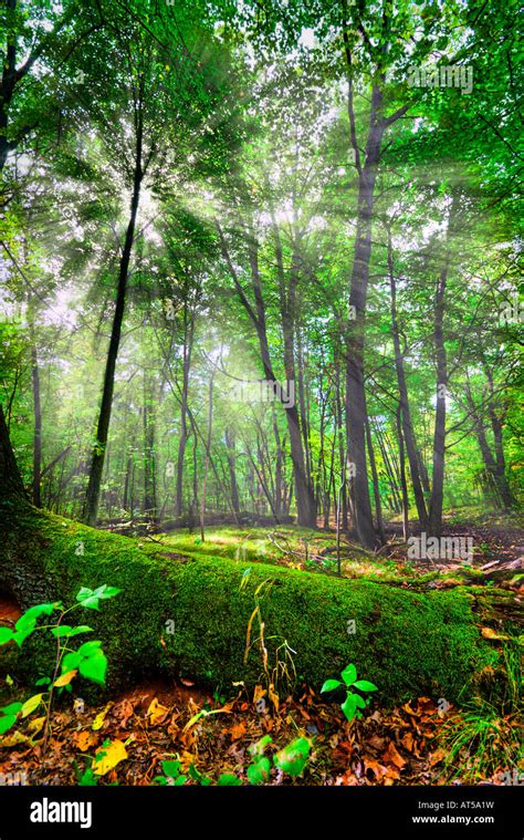 Beautiful Scene In A Forest With Sun Behind The Trees Hdr Image Stock