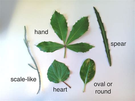Simple Leaf Shapes — Science Learning Hub