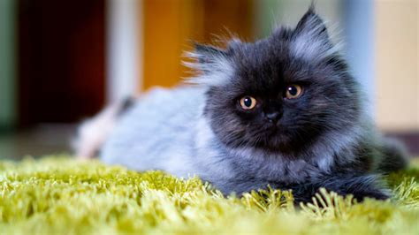 Cute cats and kittens i love cats crazy cats kittens cutest pretty cats beautiful cats flat faced cat cute cats photos persian kittens. 8 Facts About Persian Cats, Kings of the Lap-Nappers ...