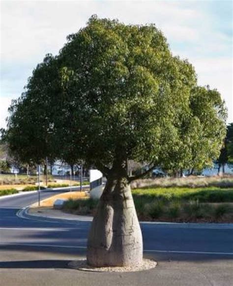 Brachychiton Rupestris Queensland Bottle Tree The Seed Vine