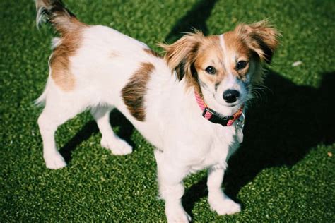 The 13 Best Small Dog Breeds That Are Cool To Own