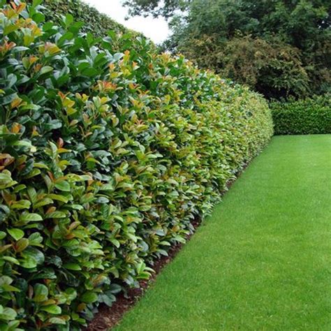Top 10 Best Plants For Hedges And How To Plant Them Privacy Fence