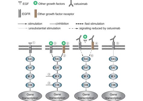 Possible Egfr Signaling Pathways Affected By Cetuximab Egf Activates