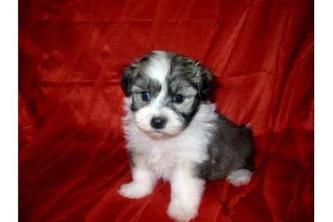 This loving and cheerful dog. Tierforum - Bolonka Zwetna Welpen mit Papieren, Vorsicht ...