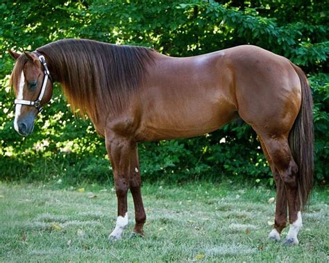 Pin By Gary Sheese On Horses Quarter Horse American Quarter Horse