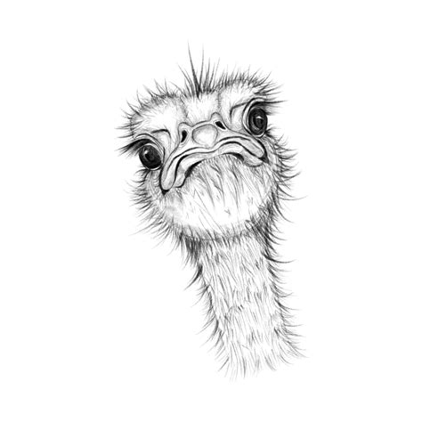 Realistic Style Of Ostrich Head Ostrich Head Realistic Png