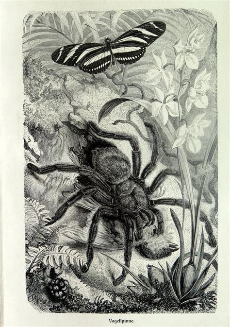 Amazing 1892 Original Antique Tarantula Print Vintage Spider And