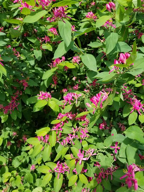 Pink Flowering Shrub By Street May 17 2018 Identified As Another