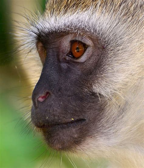 Vervet Monkey Sideface A Photo On Flickriver