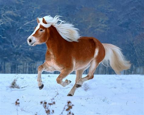 We did not find results for: Pferde im Schnee: herrliche Bilder zum Inspirieren ...
